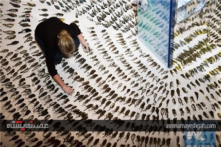 نمایشگاه پرندگان جان باخته در برخورد با ساختمان‌های شیشه‌ای+تصاویر