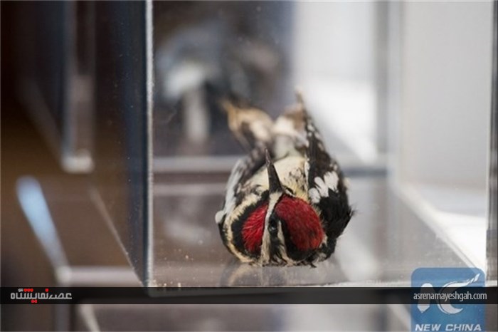 نمایشگاه پرندگان جان باخته در برخورد با ساختمان‌های شیشه‌ای+تصاویر