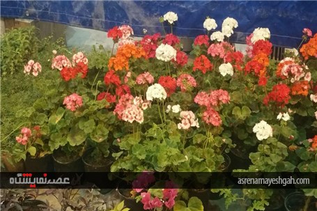 گزارش تصویری از رویش گلها در دل کویر نمایشگاه گل وگیاه کرمان