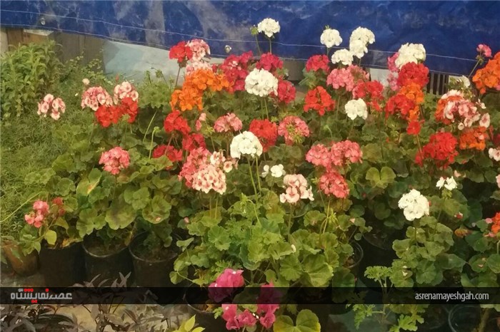 گزارش تصویری از رویش گلها در دل کویر نمایشگاه گل وگیاه کرمان