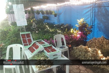 نمایشگاه گل و گیاه در اهواز برپا شد + تصاویر