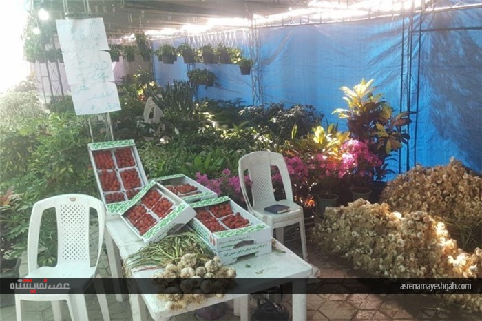 نمایشگاه گل و گیاه در اهواز برپا شد + تصاویر
