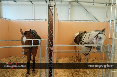 گزارش تصویری اسطبل اسب ها در نمایشگاه اسب تهران