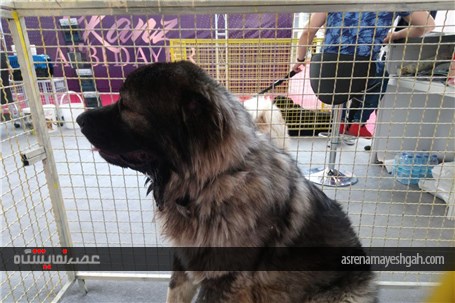 گزارش تصویری حضور سگ ها در نمایشگاه اسب و حیوانات همزیست