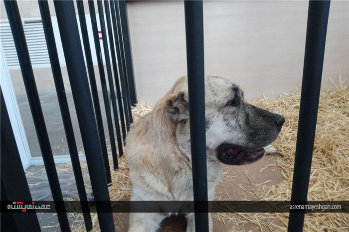 گزارش تصویری حضور سگ ها در نمایشگاه اسب و حیوانات همزیست