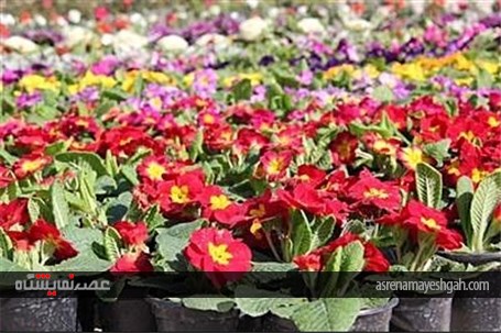 گزارش تصویری افتتاح نمایشگاه گل و درختان آپارتمانی برازجان