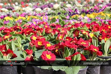 گزارش تصویری افتتاح نمایشگاه گل و درختان آپارتمانی برازجان