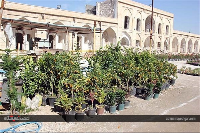 گزارش تصویری افتتاح نمایشگاه گل و درختان آپارتمانی برازجان