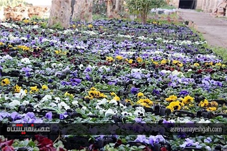 گزارش تصویری افتتاح نمایشگاه گل و درختان آپارتمانی برازجان