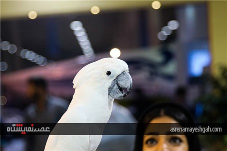 گزارش تصویری حاشیه نمایشگاه گردشگری کیش
