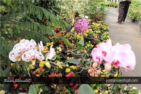 گزارش تصویری نمایشگاه گل های زینتی و آپارتمانی در شهرستان خوی