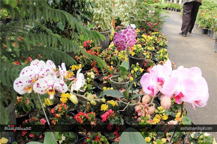 گزارش تصویری نمایشگاه گل های زینتی و آپارتمانی در شهرستان خوی