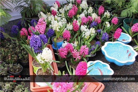 گزارش تصویری نمایشگاه گل های زینتی و آپارتمانی در شهرستان خوی