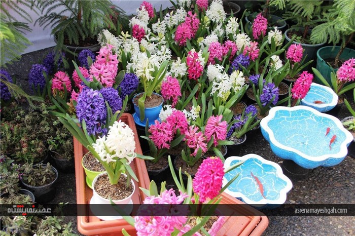 گزارش تصویری نمایشگاه گل های زینتی و آپارتمانی در شهرستان خوی