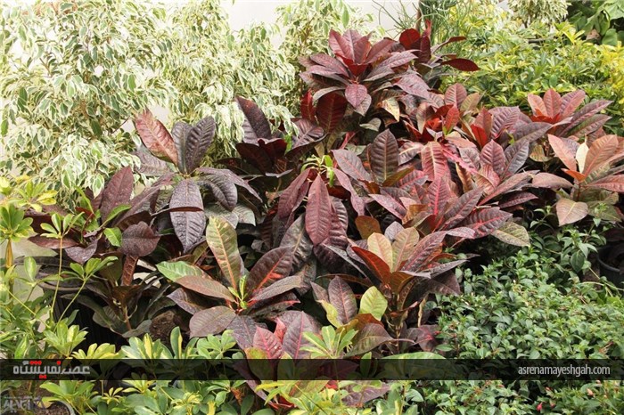 گزارش تصویری نمایشگاه گل های زینتی و آپارتمانی در شهرستان خوی