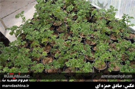 گزارش تصویری برپایی نمایشگاه گل و گیاه در مرودشت