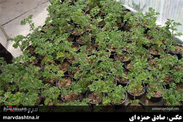 گزارش تصویری برپایی نمایشگاه گل و گیاه در مرودشت