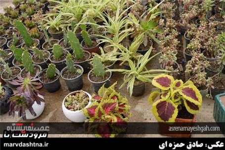 گزارش تصویری برپایی نمایشگاه گل و گیاه در مرودشت