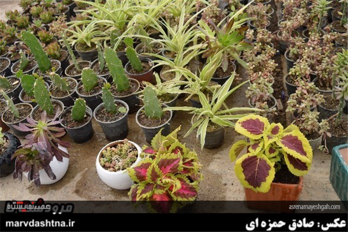 گزارش تصویری برپایی نمایشگاه گل و گیاه در مرودشت