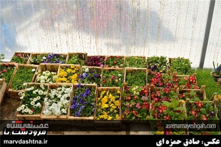 گزارش تصویری برپایی نمایشگاه گل و گیاه در مرودشت