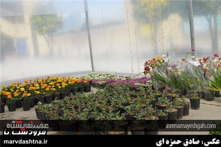 گزارش تصویری برپایی نمایشگاه گل و گیاه در مرودشت