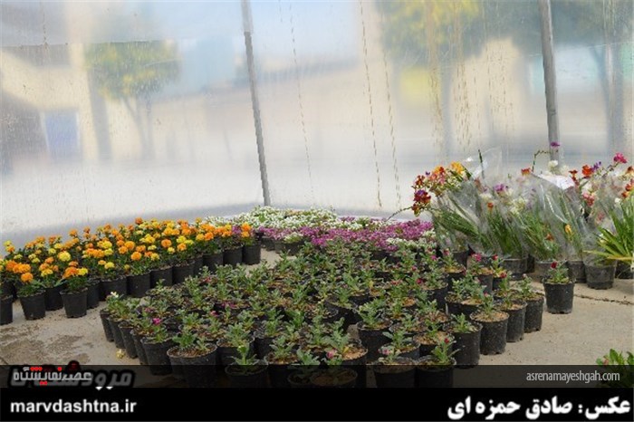 گزارش تصویری برپایی نمایشگاه گل و گیاه در مرودشت