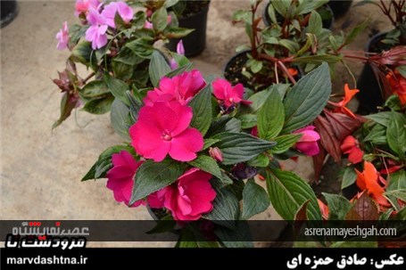 گزارش تصویری برپایی نمایشگاه گل و گیاه در مرودشت