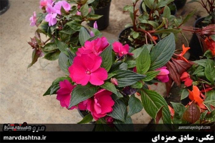 گزارش تصویری برپایی نمایشگاه گل و گیاه در مرودشت