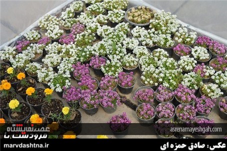 گزارش تصویری برپایی نمایشگاه گل و گیاه در مرودشت
