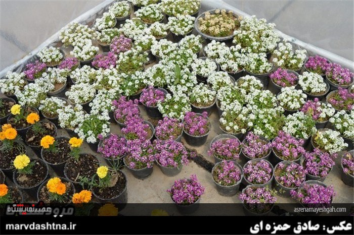 گزارش تصویری برپایی نمایشگاه گل و گیاه در مرودشت