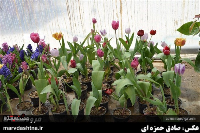 گزارش تصویری برپایی نمایشگاه گل و گیاه در مرودشت