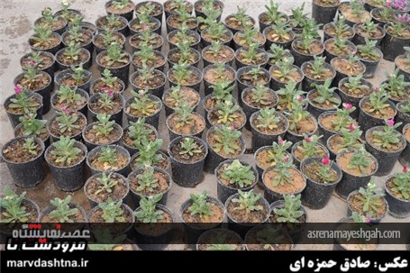 گزارش تصویری برپایی نمایشگاه گل و گیاه در مرودشت