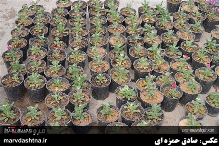 گزارش تصویری برپایی نمایشگاه گل و گیاه در مرودشت