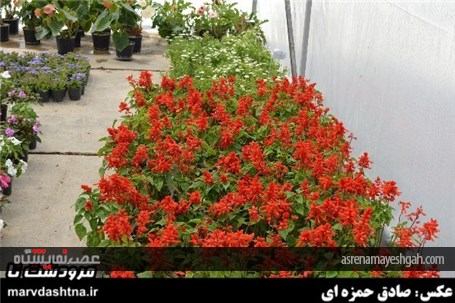 گزارش تصویری برپایی نمایشگاه گل و گیاه در مرودشت