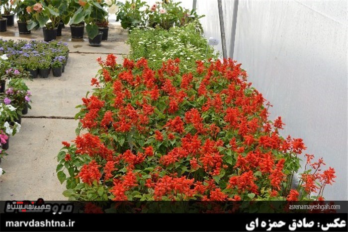 گزارش تصویری برپایی نمایشگاه گل و گیاه در مرودشت