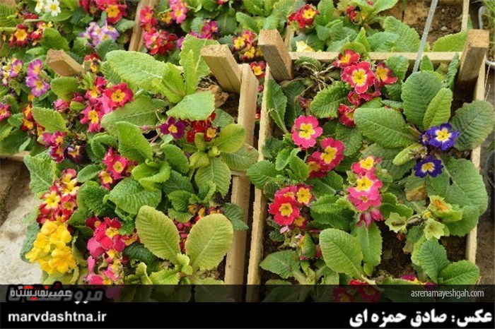 گزارش تصویری برپایی نمایشگاه گل و گیاه در مرودشت
