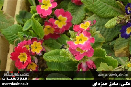 گزارش تصویری برپایی نمایشگاه گل و گیاه در مرودشت