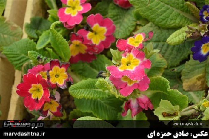 گزارش تصویری برپایی نمایشگاه گل و گیاه در مرودشت