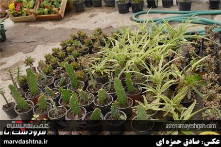 گزارش تصویری برپایی نمایشگاه گل و گیاه در مرودشت