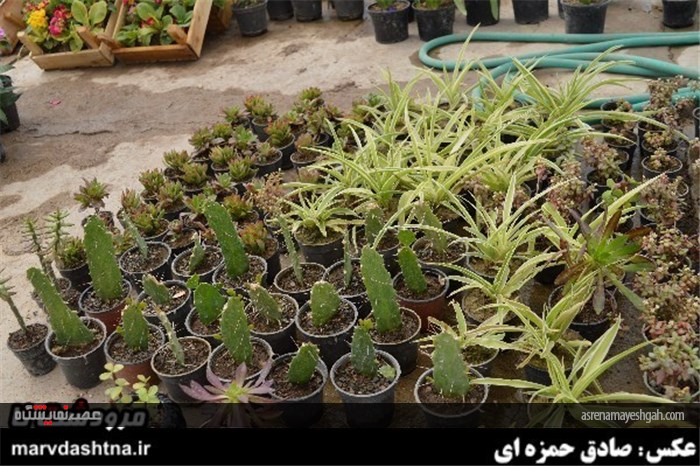 گزارش تصویری برپایی نمایشگاه گل و گیاه در مرودشت