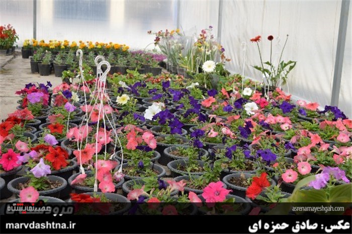 گزارش تصویری برپایی نمایشگاه گل و گیاه در مرودشت