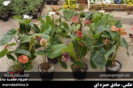 گزارش تصویری برپایی نمایشگاه گل و گیاه در مرودشت