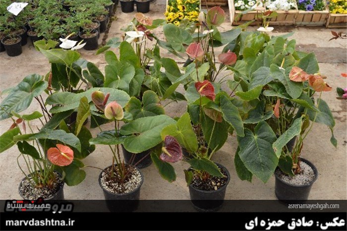 گزارش تصویری برپایی نمایشگاه گل و گیاه در مرودشت