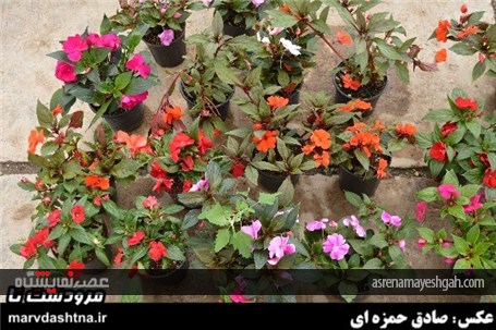 گزارش تصویری برپایی نمایشگاه گل و گیاه در مرودشت