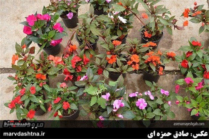 گزارش تصویری برپایی نمایشگاه گل و گیاه در مرودشت
