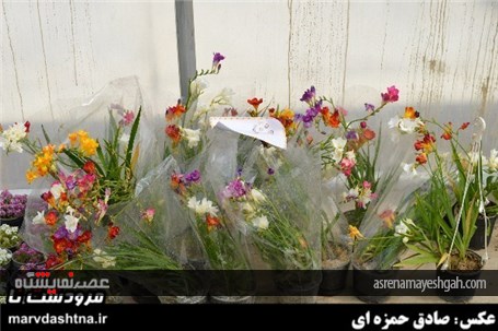 گزارش تصویری برپایی نمایشگاه گل و گیاه در مرودشت