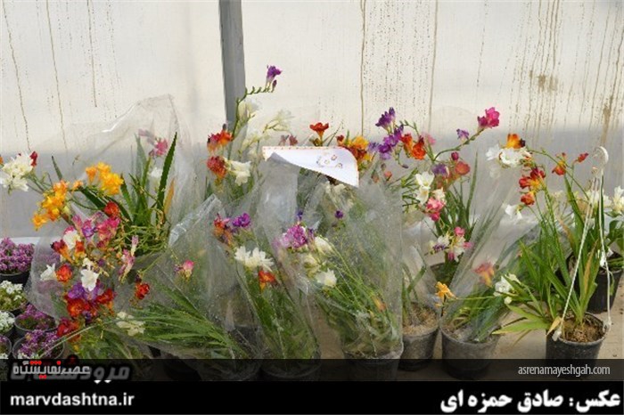 گزارش تصویری برپایی نمایشگاه گل و گیاه در مرودشت