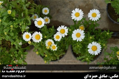 گزارش تصویری برپایی نمایشگاه گل و گیاه در مرودشت