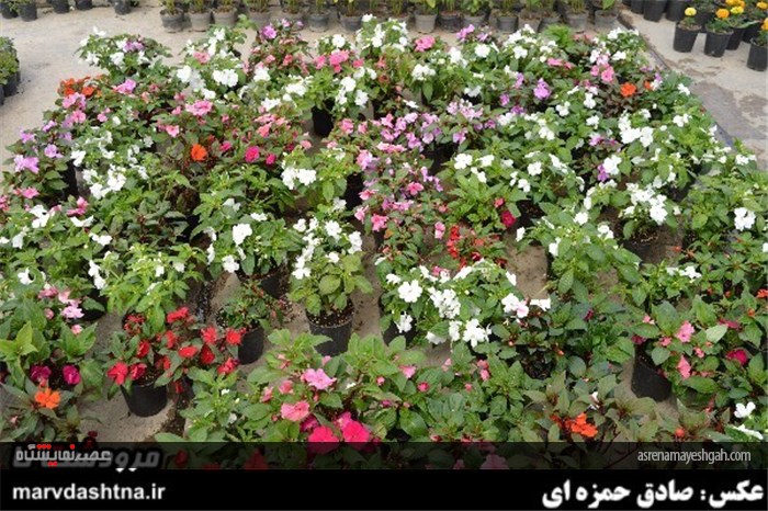 گزارش تصویری برپایی نمایشگاه گل و گیاه در مرودشت