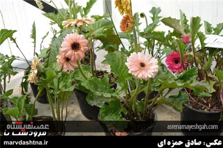 گزارش تصویری برپایی نمایشگاه گل و گیاه در مرودشت